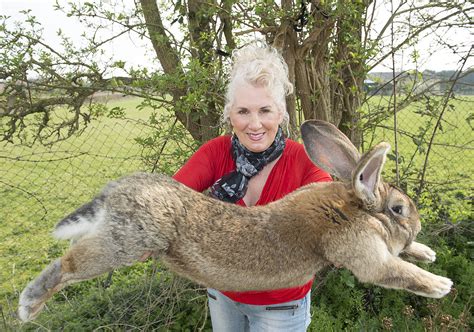 Reflections on the Theft of Darius, World's Longest Rabbit