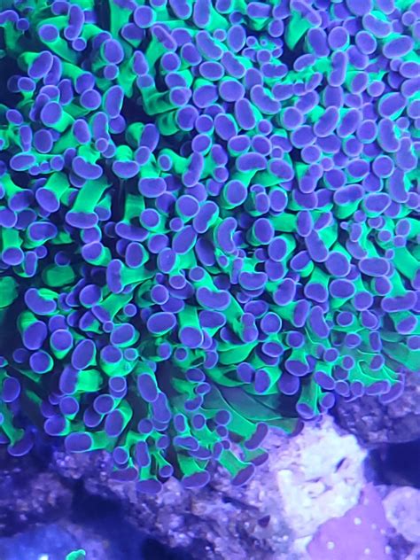 Official Euphyllia Show-Off Thread | REEF2REEF Saltwater and Reef ...