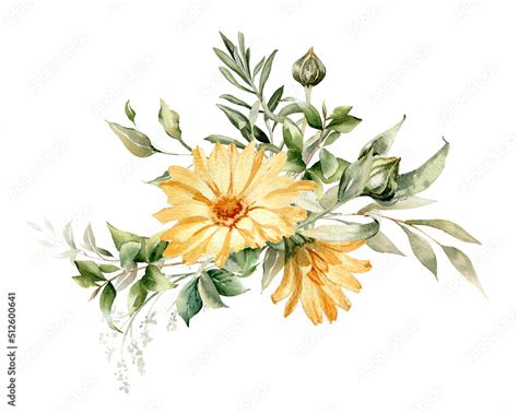 Calendula flower arrangement. Watercolor botanical illustration for herbal medicine products ...