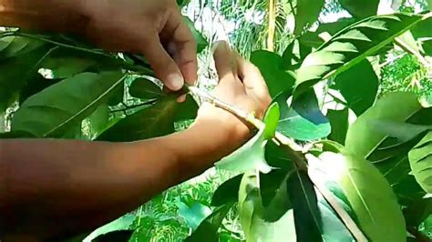 Inarching technology...sa jackfruit,step by step(with result) - YouTube