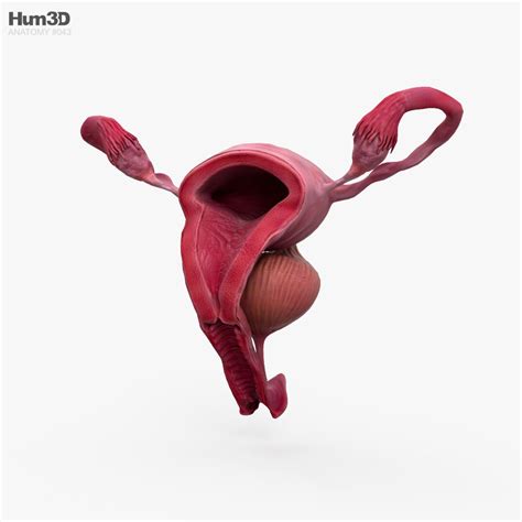 Female Reproductive System 3D model - Anatomy on Hum3D