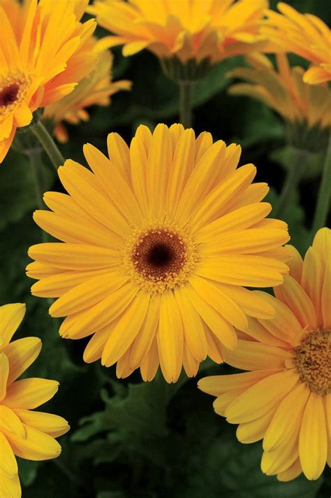 Bulk Flower Seeds 100 Gerbera Daisy Seeds Revolution | Gerbera daisy ...