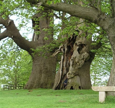 V. Old. Old Trees, Tree Branches, Weird Trees, American Chestnut, Petworth, Chestnut Trees ...