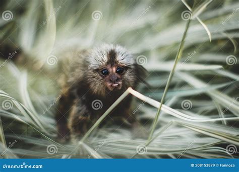 The Common Marmoset Baby on the Branch in Summer Garden Stock Image ...