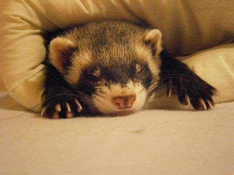 125 Unique Names for Pet Ferrets (With images) | Pet ferret, Ferrets care, Ferret