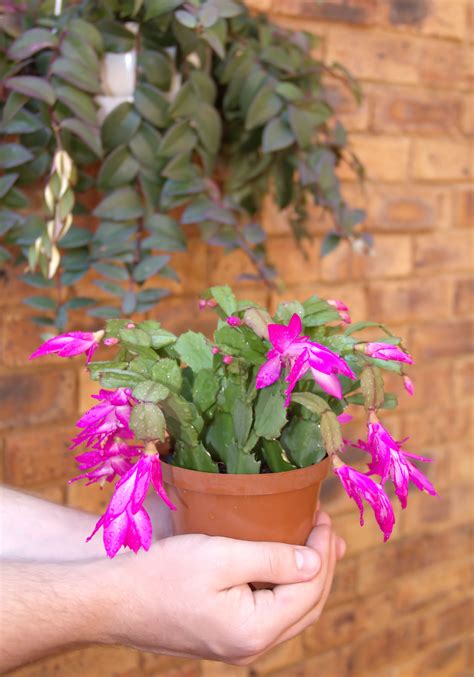 Christmas Cactus Bloom :: Russell Feed & Supply