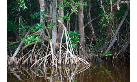 Everglades mangroves worth billions in fight against climate change