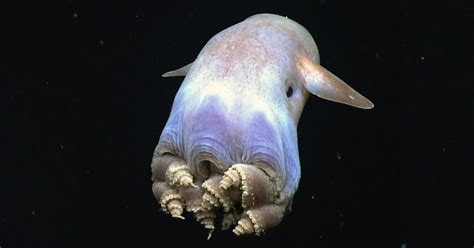 5 Awesome Dumbo Octopus Facts (The Cutest Octopus Ever!) - OctoNation ...