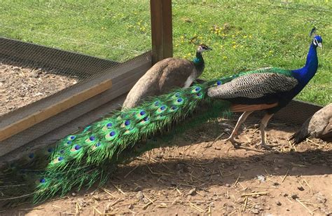 Indian Blue Peafowl - Peacocks UK