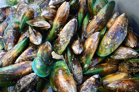 Green-lipped Mussel Oil or NSAIDs: Which Is The Better Long-Term Suppo