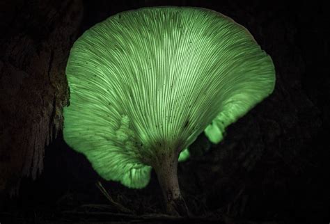 Glow-in-the-dark ghost fungi a dark delight | Photos | The Examiner ...