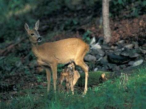 Italy - Roe deer (Capriolo) from Gran Sasso-Laga National Park - Lazio | Animali selvaggi, Lago ...