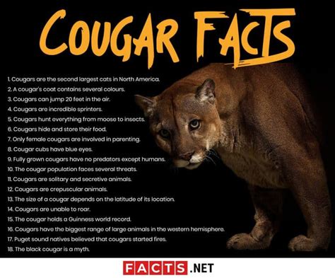 Facts about Cougars: Ability, Behavior, Diet & More - Facts.net