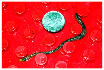 Escape and avoidance learning in the earthworm Eisenia hortensis [PeerJ]