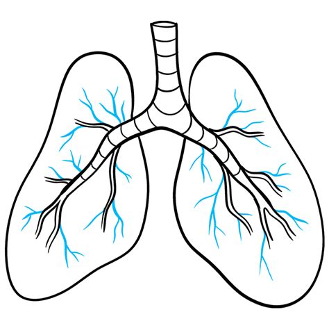 How to Draw Lungs - Really Easy Drawing Tutorial