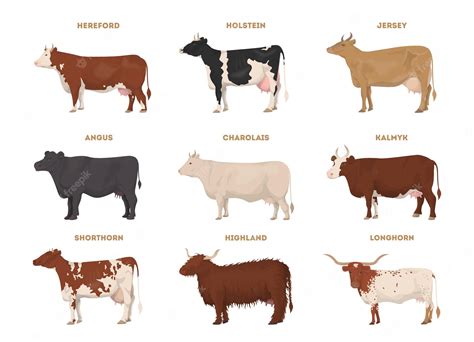 Farm animal - Cow. Shorthorn - The Best Beef Cattle Breeds. Vector - Clip Art Library