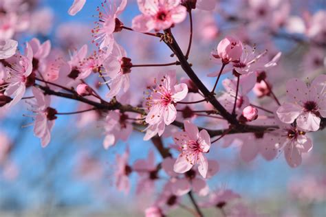 nature, cherry blossom festival, cherry blossom, tokyo, meguro river, tunnel, tree, blossom ...