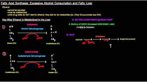 Fatty Acid Synthesis (Part 10 of 12) - Excessive Alcohol Consumption ...