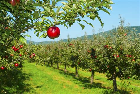 Identified Gene Boosts Water Use Efficiency in Apples- Crop Biotech Update (April 7, 2021 ...
