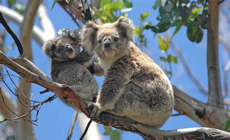 The 6 wildest animals you need to see when you visit Australia