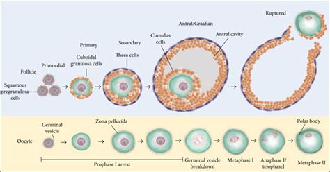 Stages of folliculogenesis and oocyte maturation. Primordial follicles ...