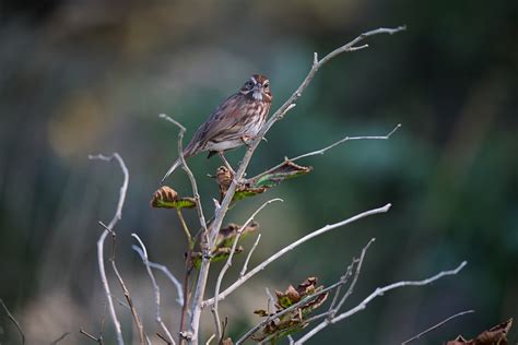 Nikon Z 400mm F4.5 VR S sample gallery: Digital Photography Review