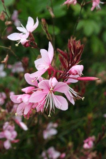 37 Best Guara ideas | gaura, plants, perennials