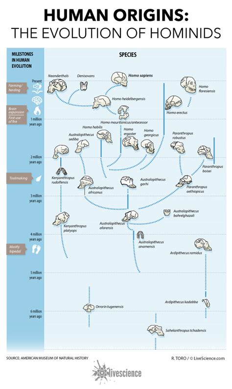 Human Origins: How Hominids Evolved (Infographic) | Live Science