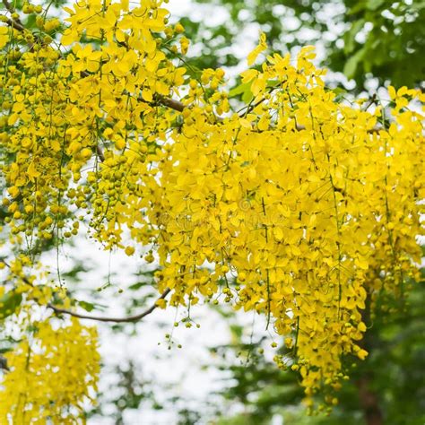 Cassia fistula flower. stock photo. Image of fistula - 112849070