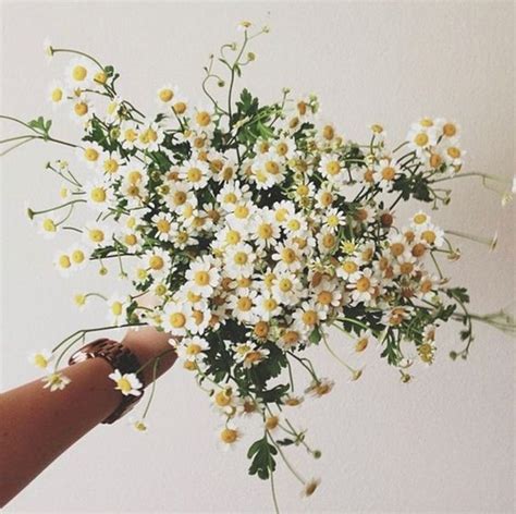 Bouquet of Chamomile | Pretty flowers, Wild flowers, Wedding flowers