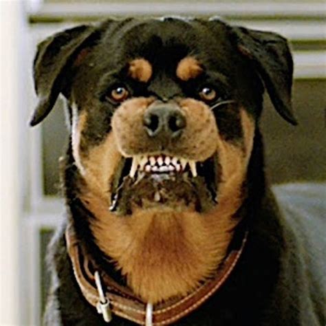 Snarling Rottie | Rottweiler love, Scary animals, Rottweiler dog