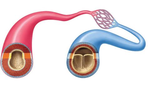 Artery and Vein Cross Section Diagram | Quizlet