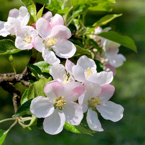 Goldrush Apple Tree – Green Thumbs Garden