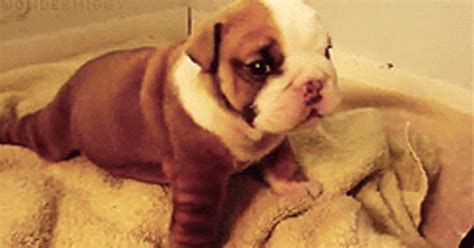 Puppy Gifs Tumblr