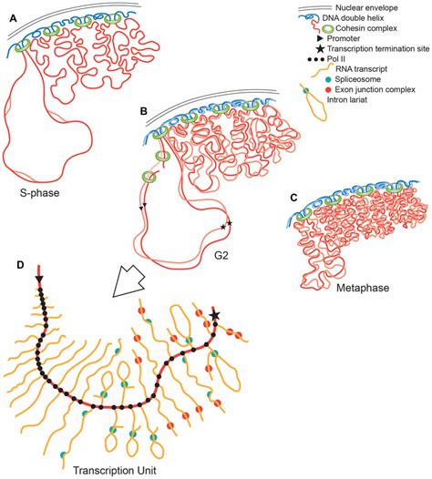 Diagram of eukaryotic chromosomes and TU organization. A, B, and C... | Download Scientific Diagram