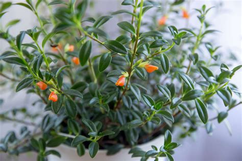 Goldfish Plant: Care & Growing Guide