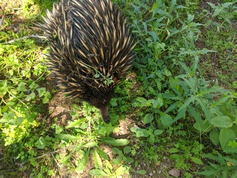 Tamworth Marsupial Park