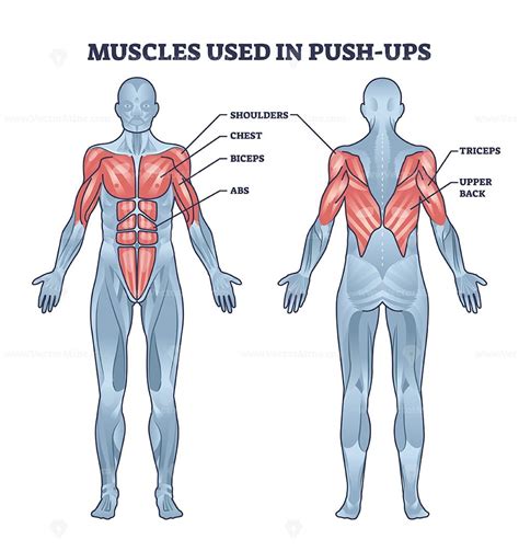 Muscles used in push ups sport activity with anatomical outline diagram - VectorMine