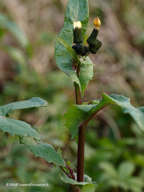 Sonchus oleraceus - wild in Provence