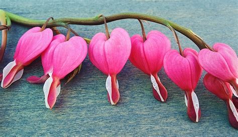 Bleeding Heart Flower - Meaning, Symbolism and Colors | Flower Meanings