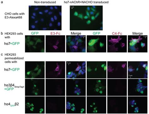 Maleimide Alexa Fluor 647 C2 | Thermo Fisher | Bioz