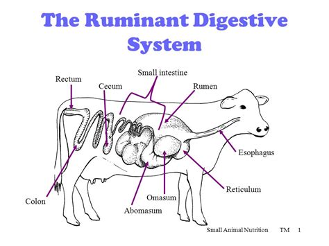 Anatomy And Physiology Of Farm Animals: Digestive, Circulatory and Reproduction system - 2023