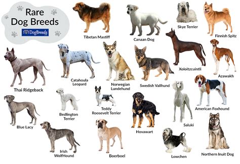 List of Large and Small Rare Dog Breeds with Pictures | 101DogBreeds.com