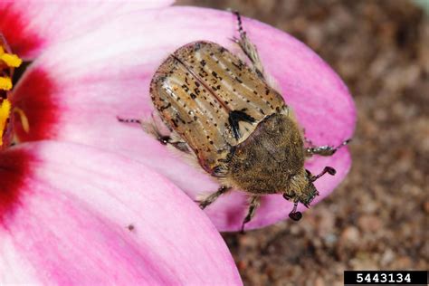 bumble flower beetle (Euphoria inda)