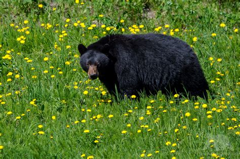 Black Bears Canada - Fascination Wildlife