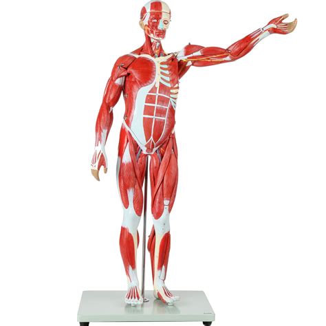 Muscle Models Anatomy