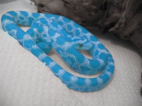 Blue Corn Snakes | Re: WHAT kind of snake is this?? (PURPLE!!) | Corn snake, Snake, Beautiful snakes