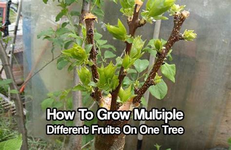 How To Grow Multiple Fruit Trees on One Tree | Fruit bearing trees, Fruit trees, Grafting fruit ...