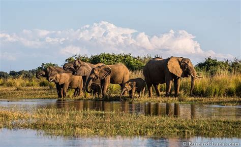 Elephants drinking from the Zambezi River, Lower Zambezi National Park ...