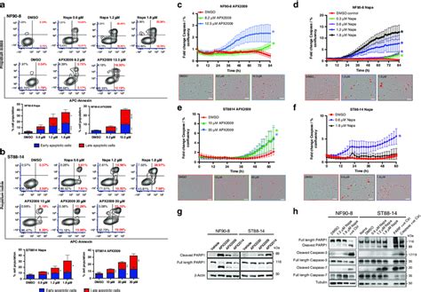 Induction of apoptosis in MPNST cells following treatment with Ref-1... | Download Scientific ...